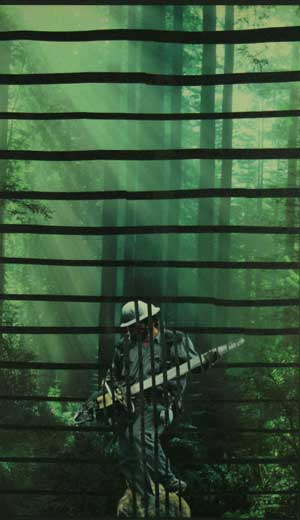 forest symphony